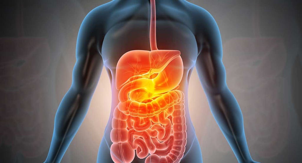Wellhealthorganic.com simple ways to improve digestive system in hindi